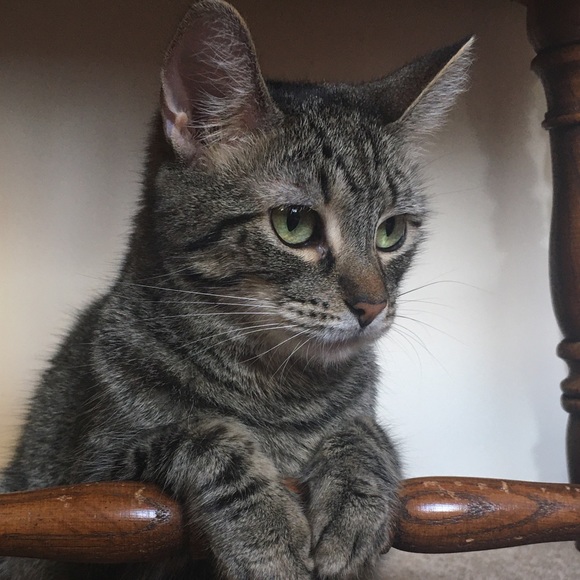 Meet your Posher, Jessica - Picture 4 of 4